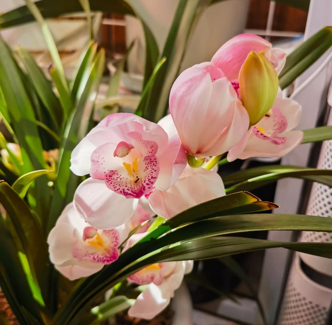 烛光----大花蕙兰有点偏盆（0度以下拍保温棉不拍不售后）