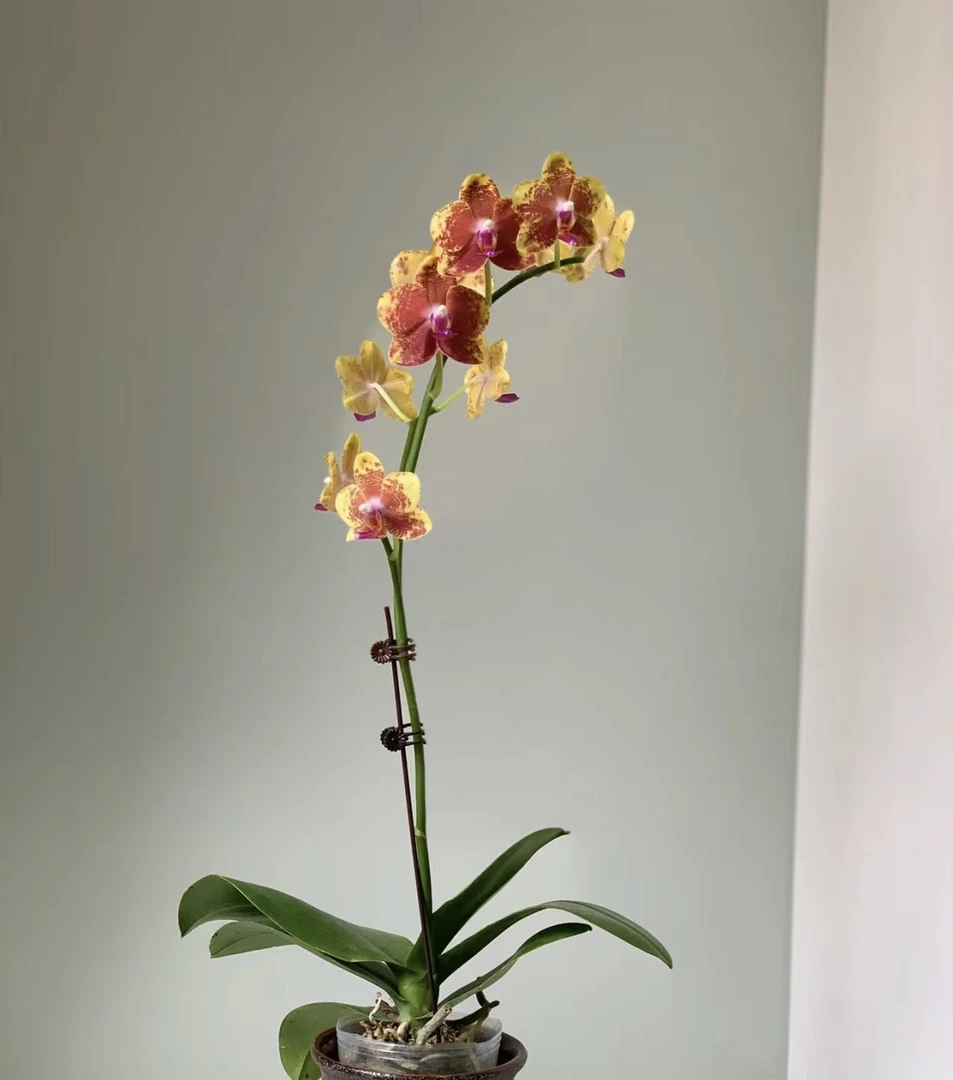 蝴蝶兰———(火烧云)开花发货