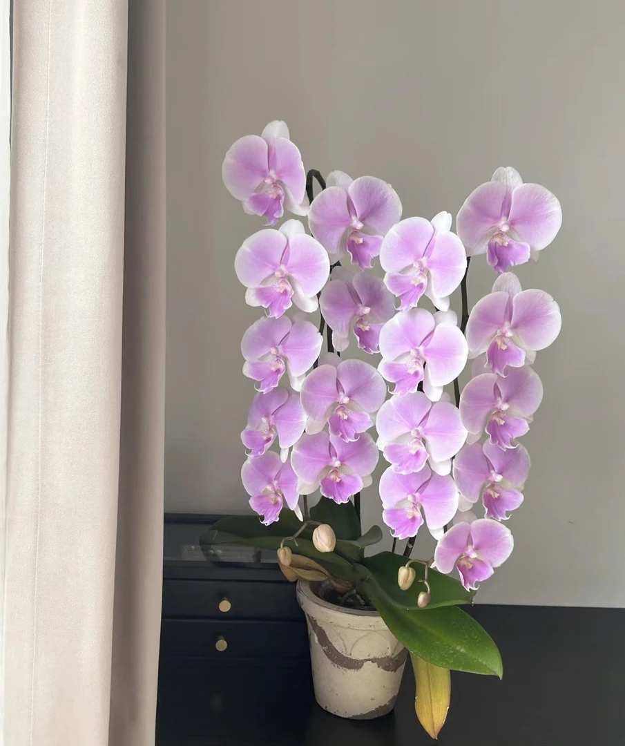 蝴蝶兰———(梦幻婚礼)开花发货
