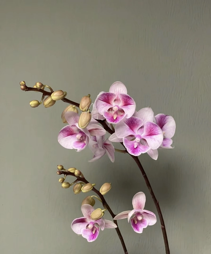 蝴蝶兰———(电风扇)开花发货