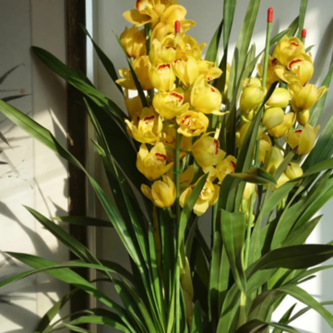 黄金岁月 ---大花蕙兰盆坏不售后·保温棉不拍冻坏不售后