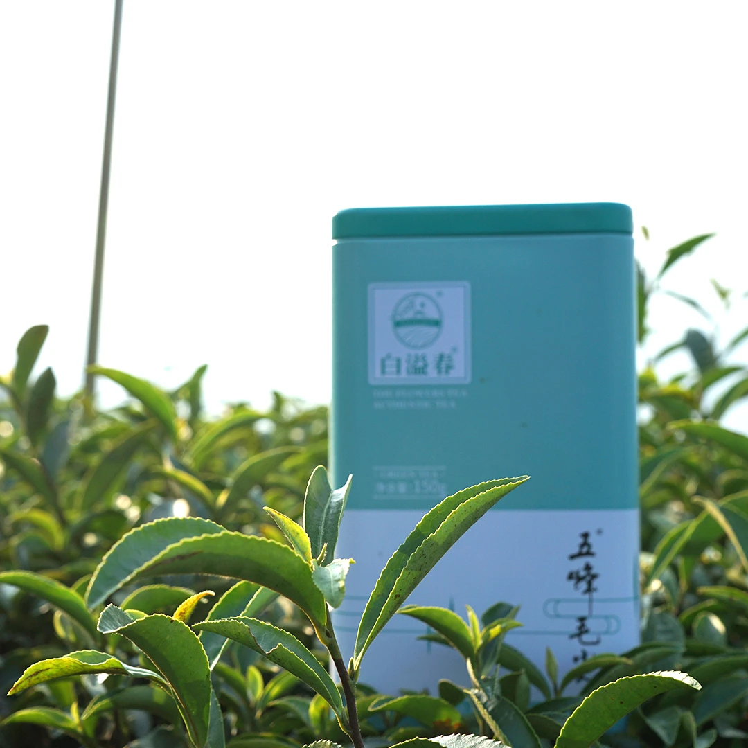 五峰绿茶(香茶)2025新茶雨前口粮茶浓香型150g富硒名茶