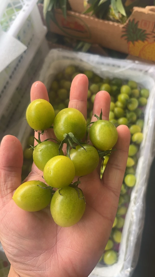 青甜二号  价格实惠