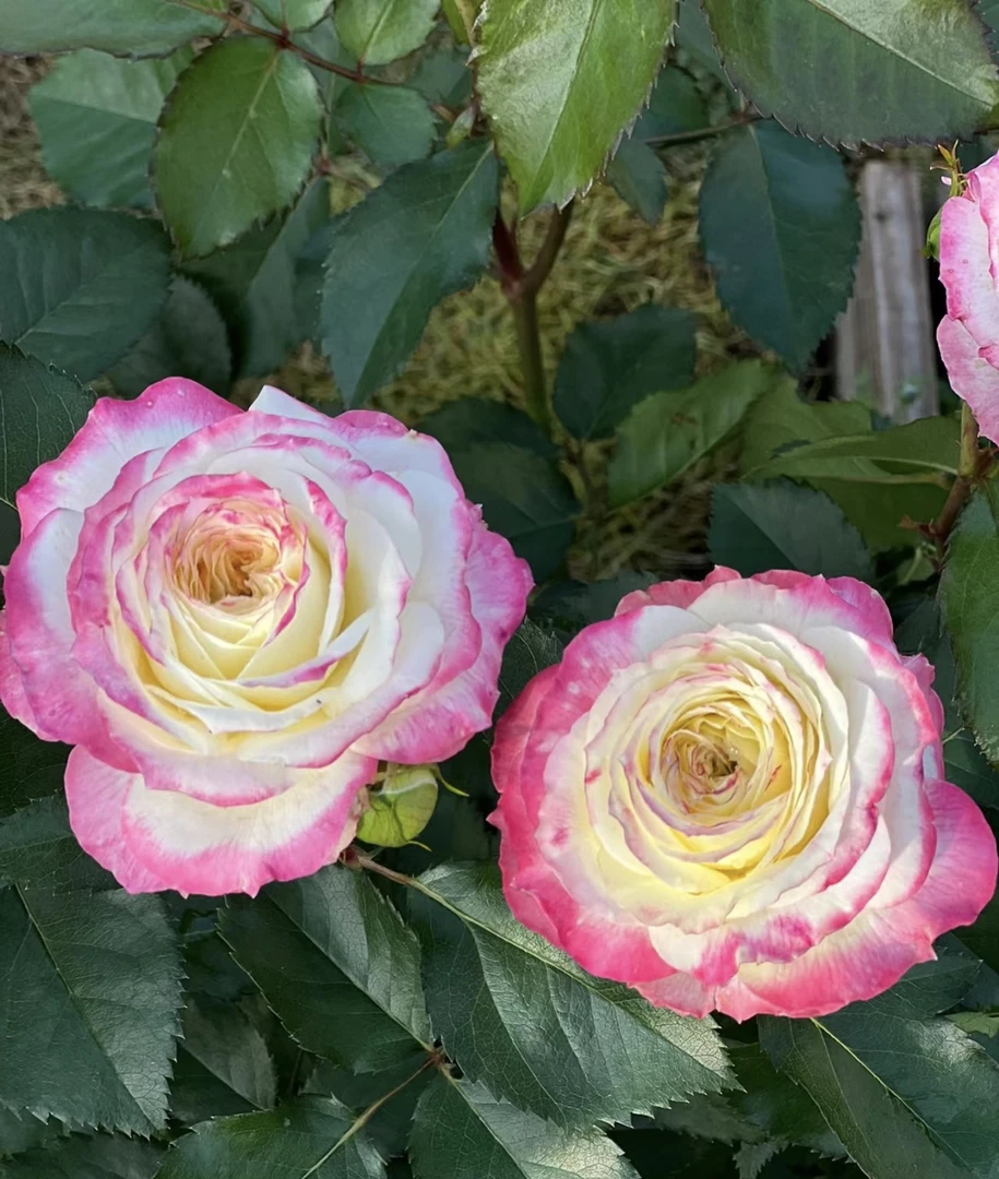 初妆 抗病性强涨势优秀