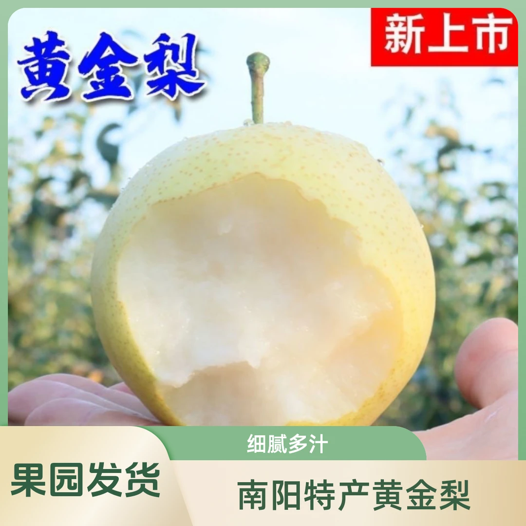 豫家小霞南阳特产黄金梨清甜多汁新鲜采摘酥脆果园直发5斤包邮