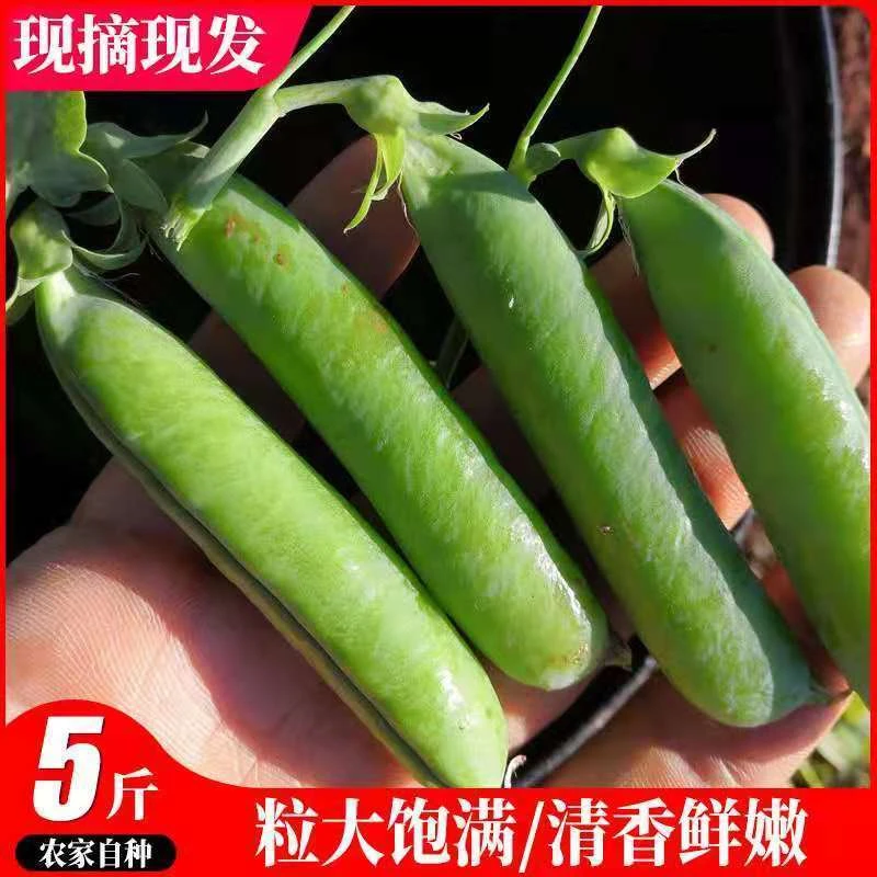 南阳豫家小霞2024年农家自种新鲜现摘现发豌豆角2.5千克包邮