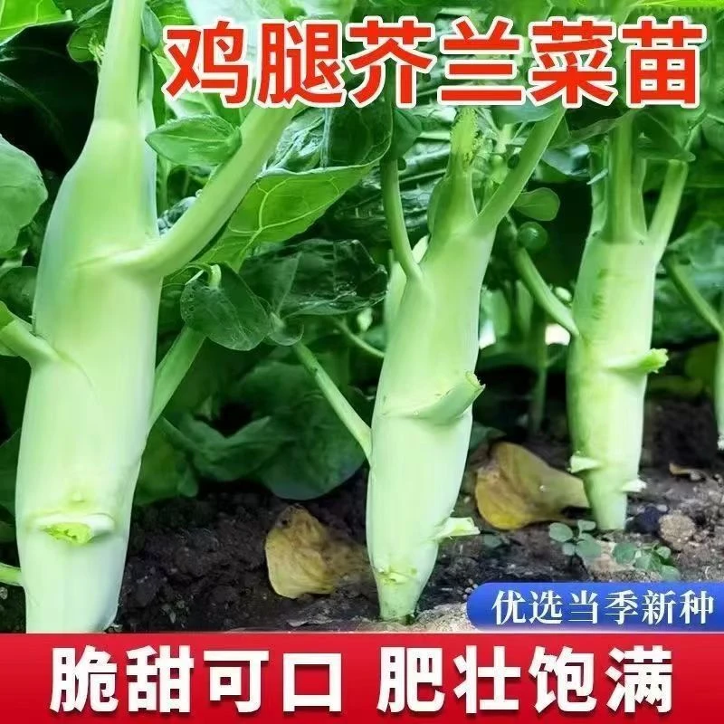 鸡腿芥蓝秧苗秋冬四季秧苗蔬菜种子大全芥蓝菜新鲜秧苗盆栽秧苗