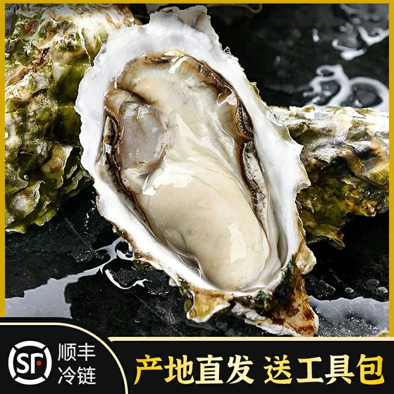 【鲜活发货】正宗乳山生蚝原产地直发 冷水蚝 顺丰包邮