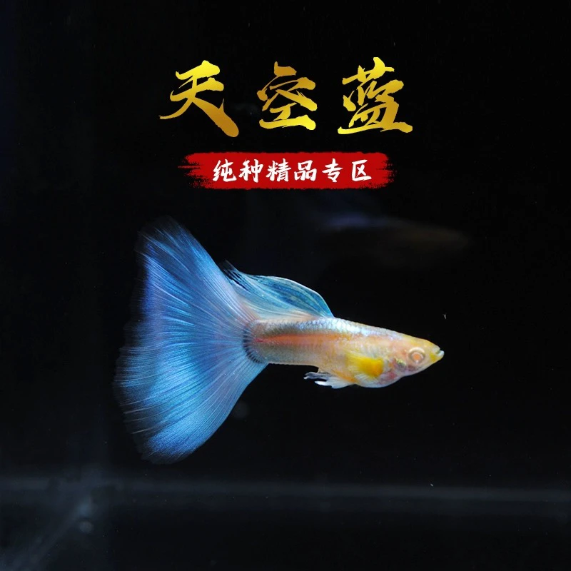 赛级品质 超大角尾天空蓝  孔雀鱼（天x花板级别）