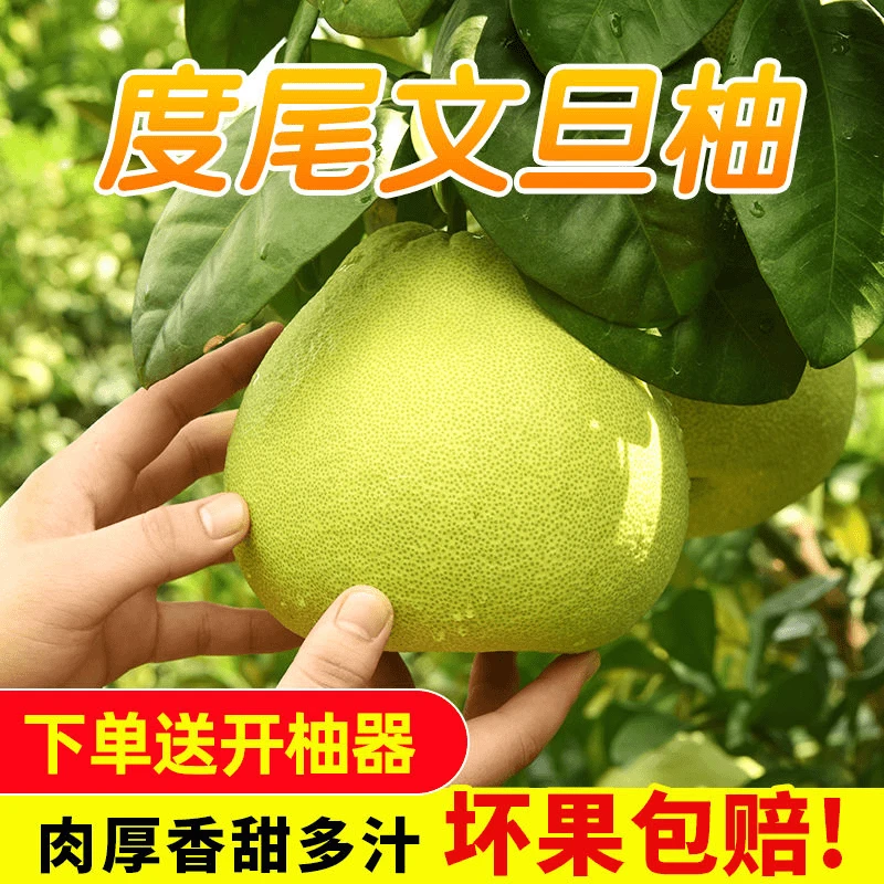 度尾文旦柚子福建仙游红心蜜柚新鲜时令老人小孩孕妇水果现摘现发