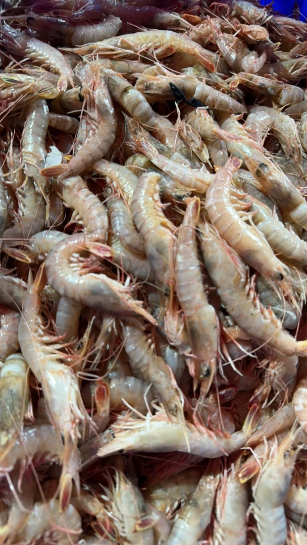 惠来神泉本港沙芦虾适合打火锅白灼甜美味