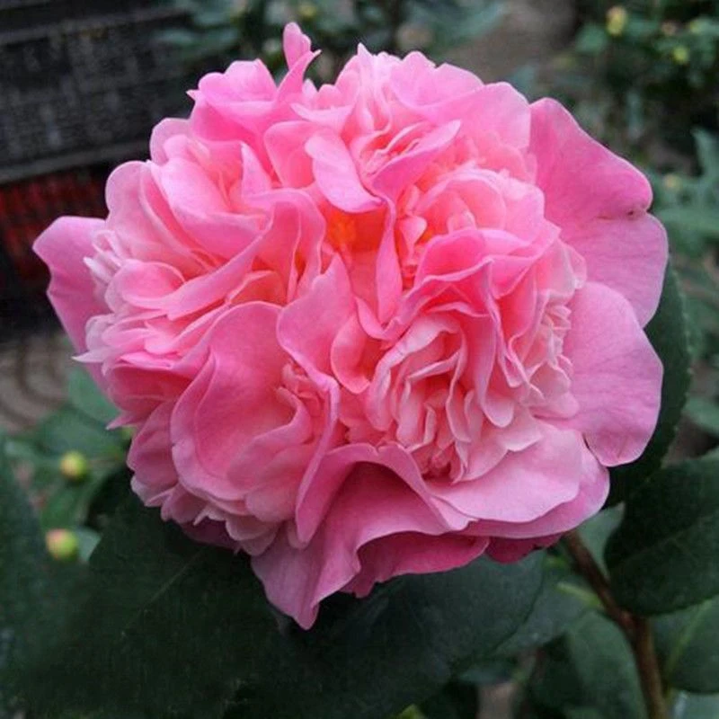 茶花树苗 香妃茶花盆栽
