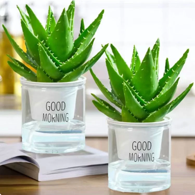 芦荟盆栽室内吸甲醛好养多肉植物办公室防辐射净化空气桌面小盆栽