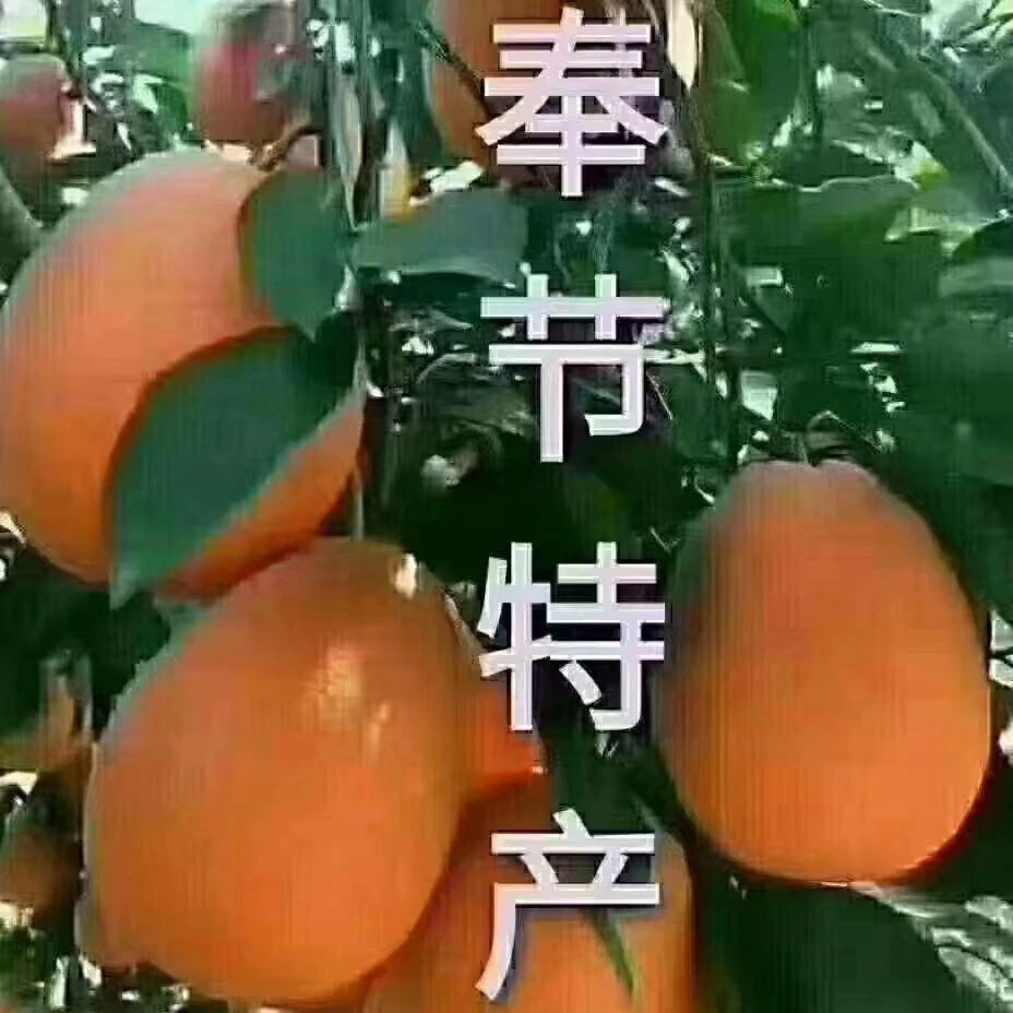 正宗奉节脐橙纽荷尔当季新鲜水果精品送礼现摘