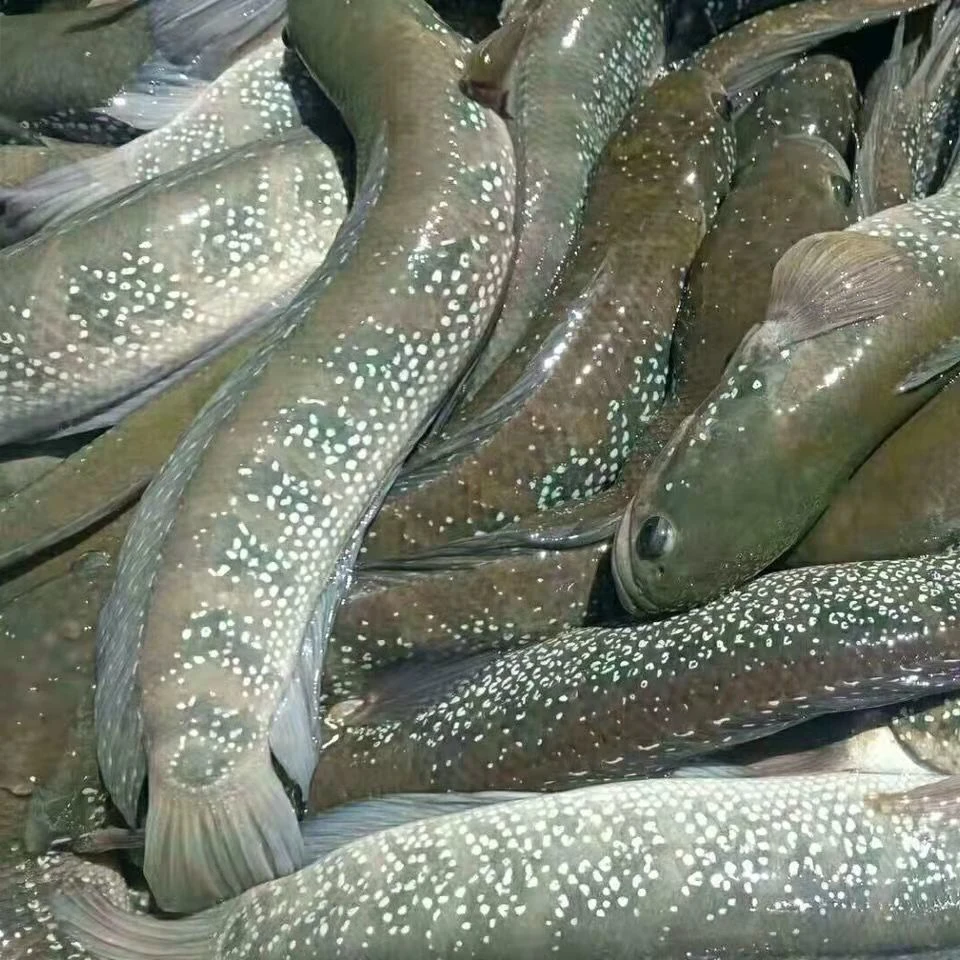 七星雷龙鱼苗七星鱼 苗雷龙鱼苗山斑鱼苗月鱧雷龙活体观赏鱼