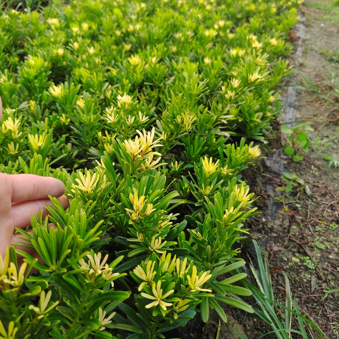 黄芽金钻罗汉松非普通台湾金钻罗汉松四季发嫩芽黄色