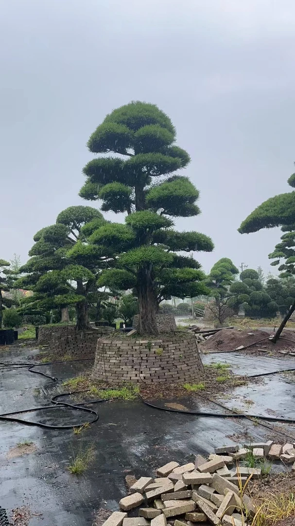 罗汉松造型树基地直发实物以直播间为准
