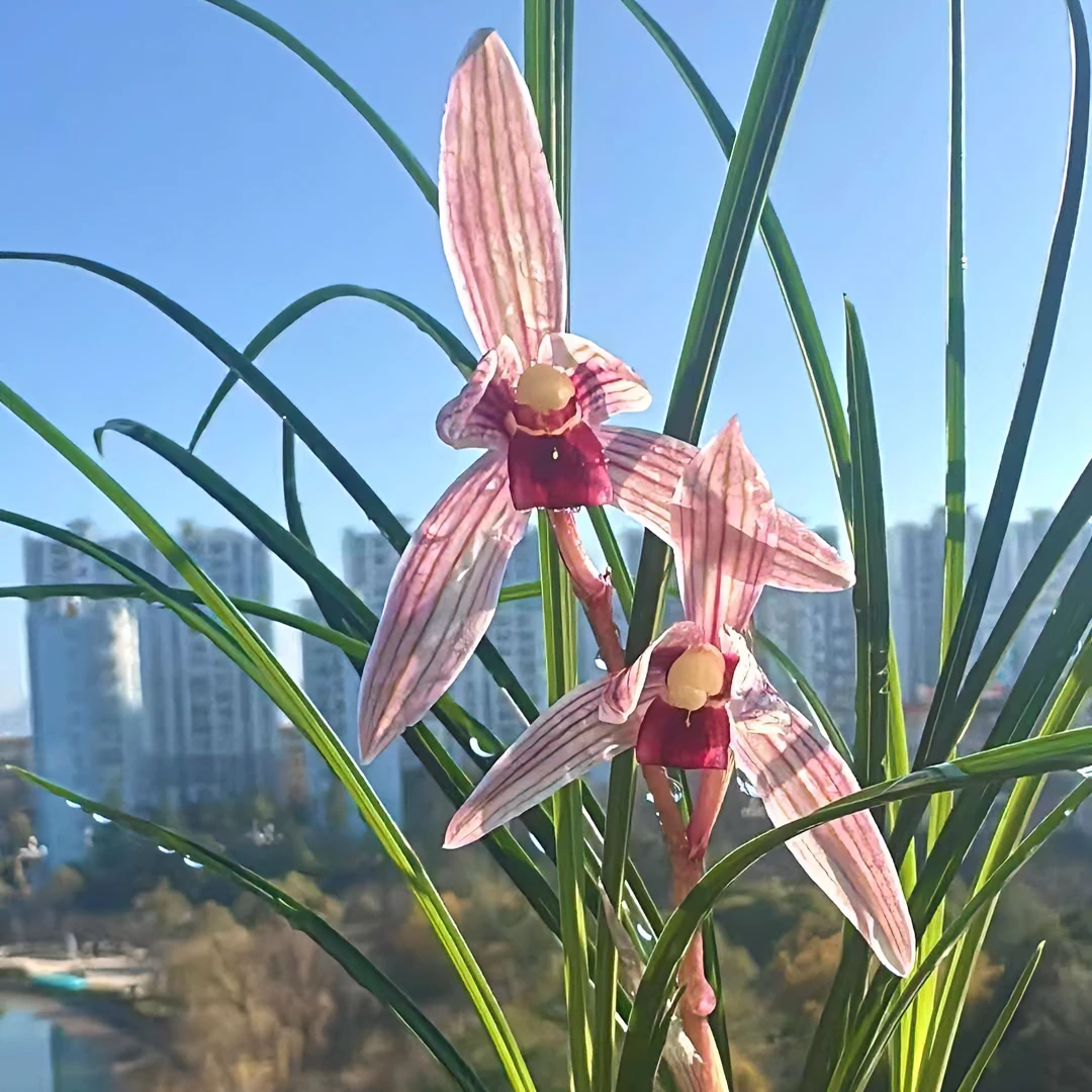 直播间 人工种植品种花卉 一物一拍