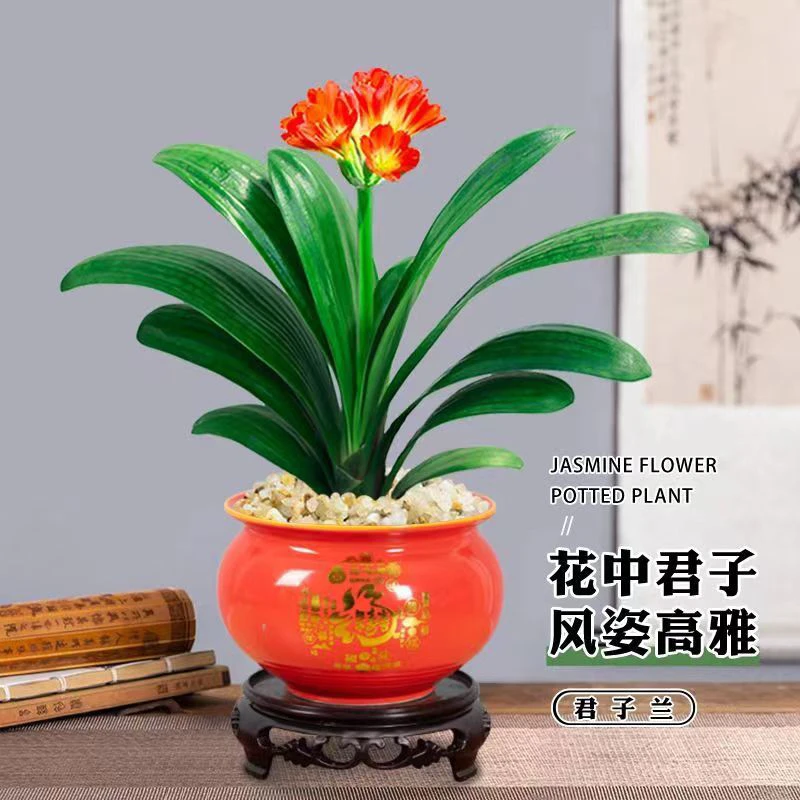 精品圆头短叶10-16片叶子