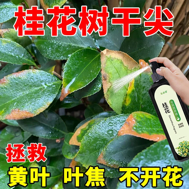 桂花树营养液【拯救干尖】治黄叶树枯不开花一喷绿促开花专用肥适用