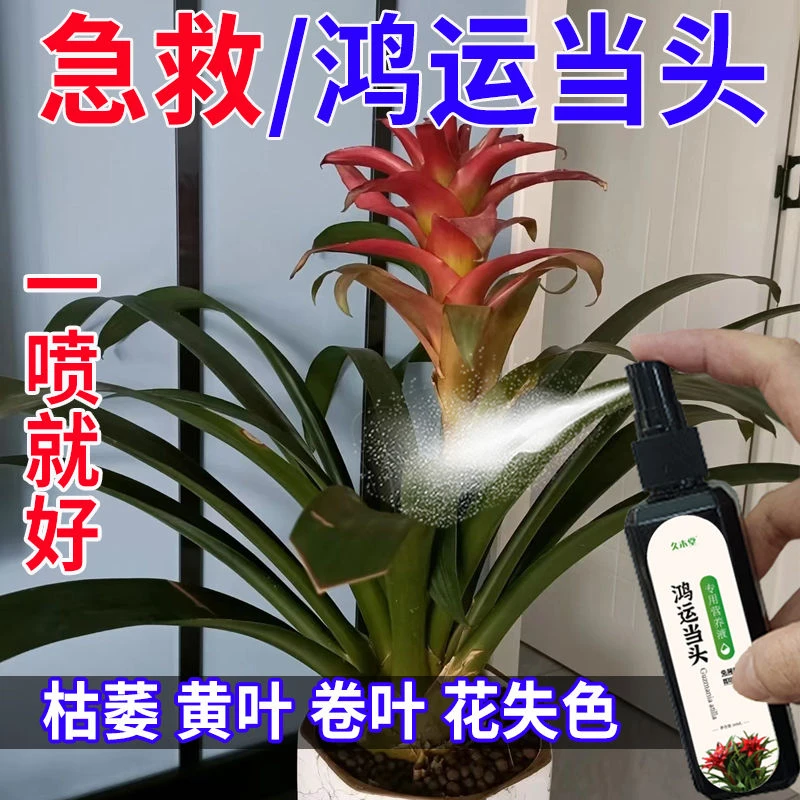 一喷好】鸿运当头营养液凤梨花催开花防黄叶枯萎花失色烂心新型肥
