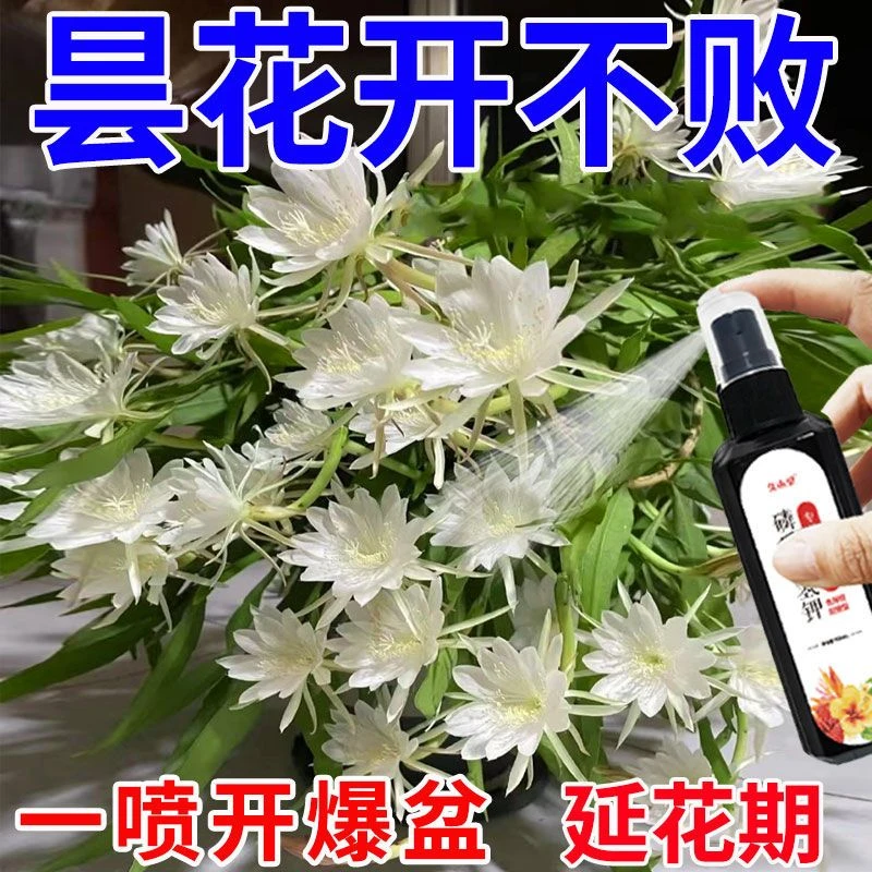 【花开不败】昙花专用肥营养液增肥增绿告别叶片枯黄不开花花期短