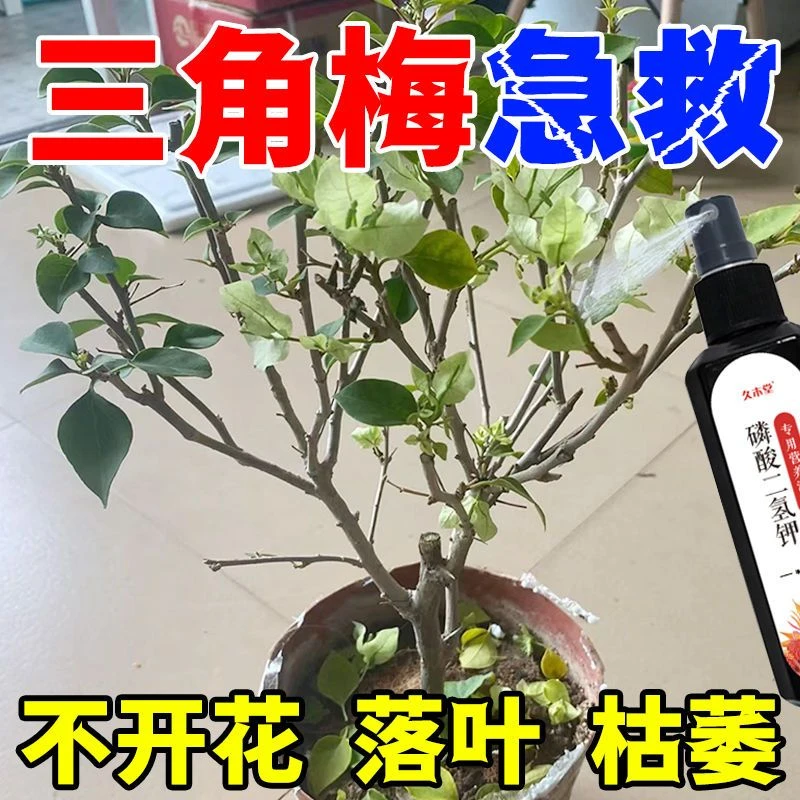【急救】三角梅营养液专治黄叶掉叶不开花生根壮苗催开花专用肥生长