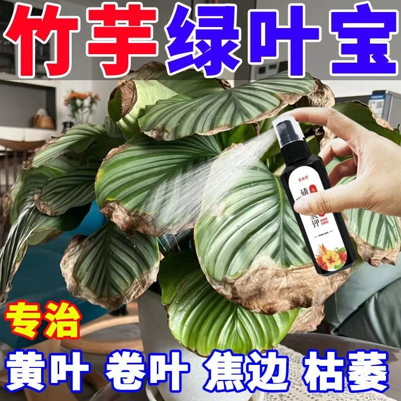 拯救】竹芋专用营养液飞羽竹芋专用肥急救黄叶枯叶卷叶干尖促生长