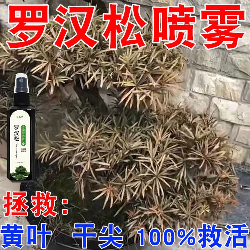 【直接喷洒】罗汉松专用营养液肥料防发黄枯萎叶子干尖促生长喷雾
