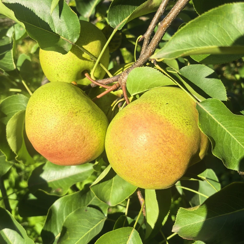 【顺丰】吉林省苹果梨正宗东北苹果梨可做冻梨新鲜采摘脆甜多汁