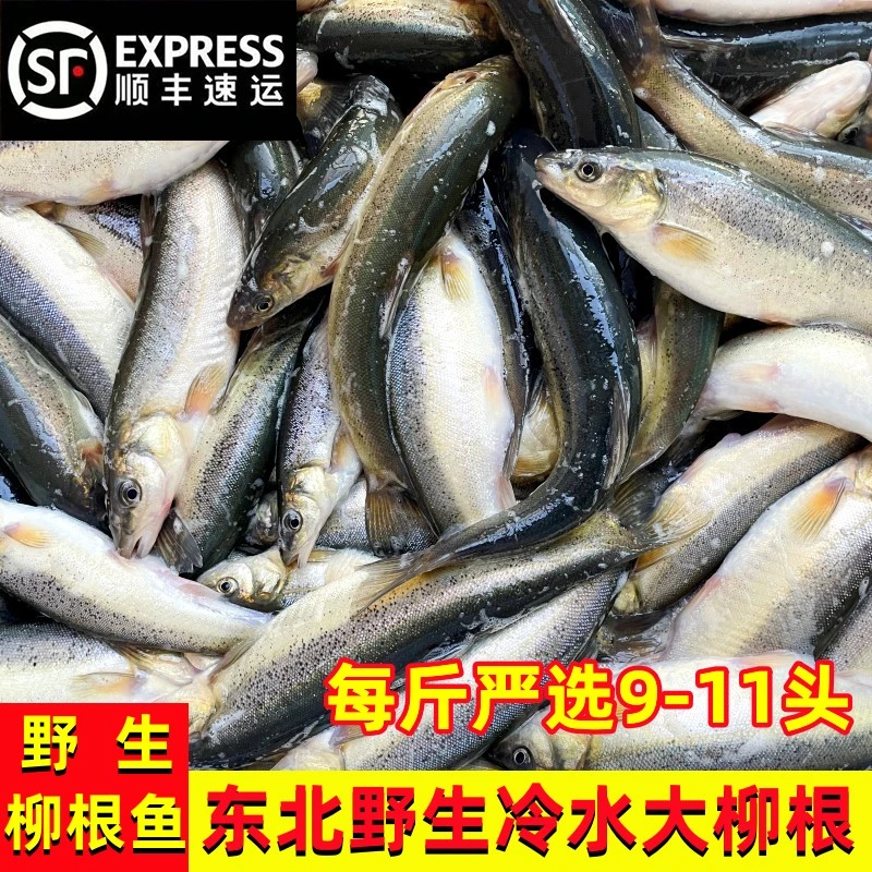 【顺丰包邮】东北冷水柳根鱼3斤鲜活速冻发货