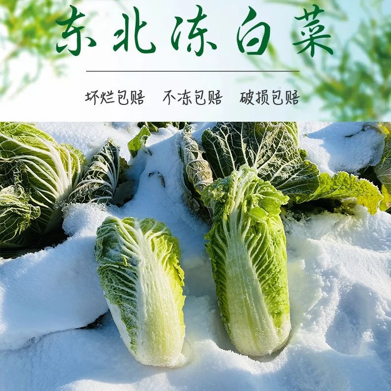 正宗东北冻白菜5斤浓浓家乡味