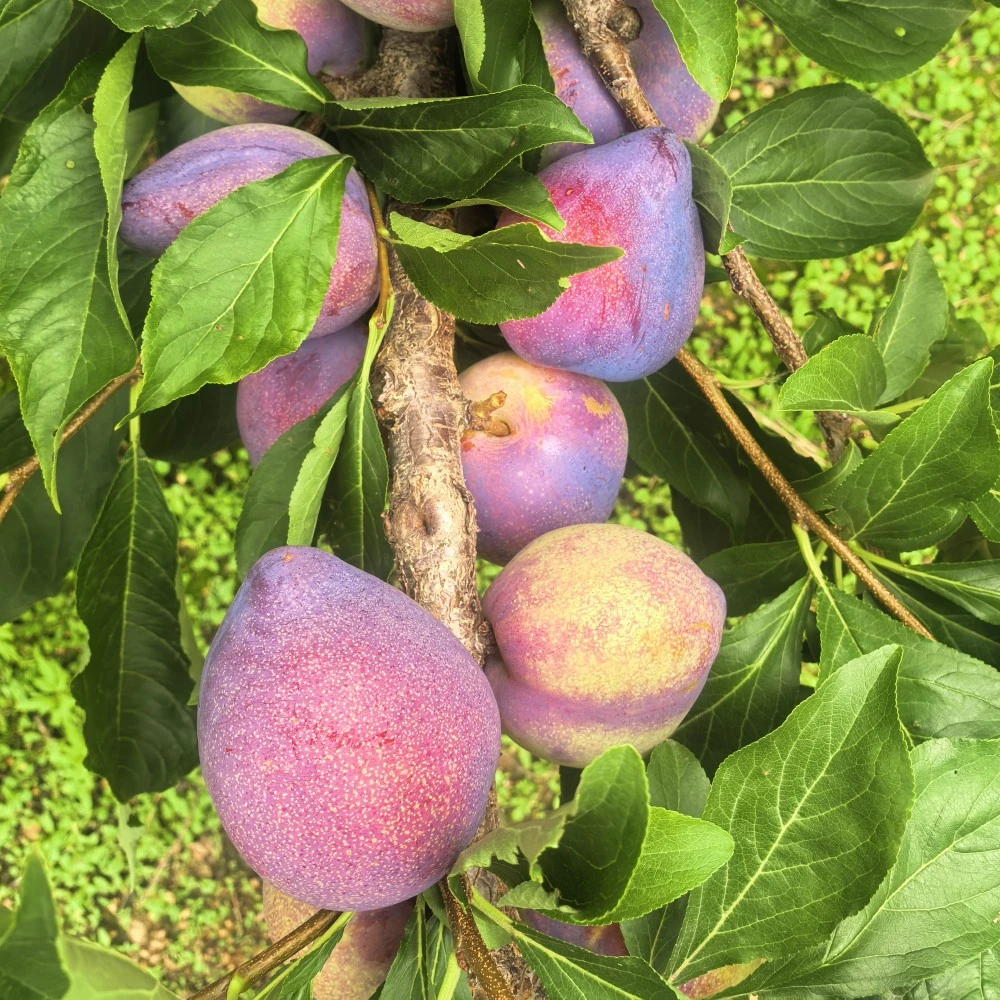 东北吉盛李子桃李子鸡心李子【中通快递包邮】