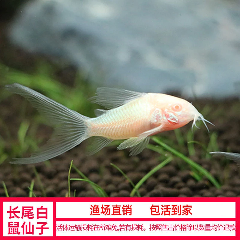 长尾蝶翼珍珠金线金黑金红头鼠鱼活体清洁大帆除藻吃残渣粪便垃圾