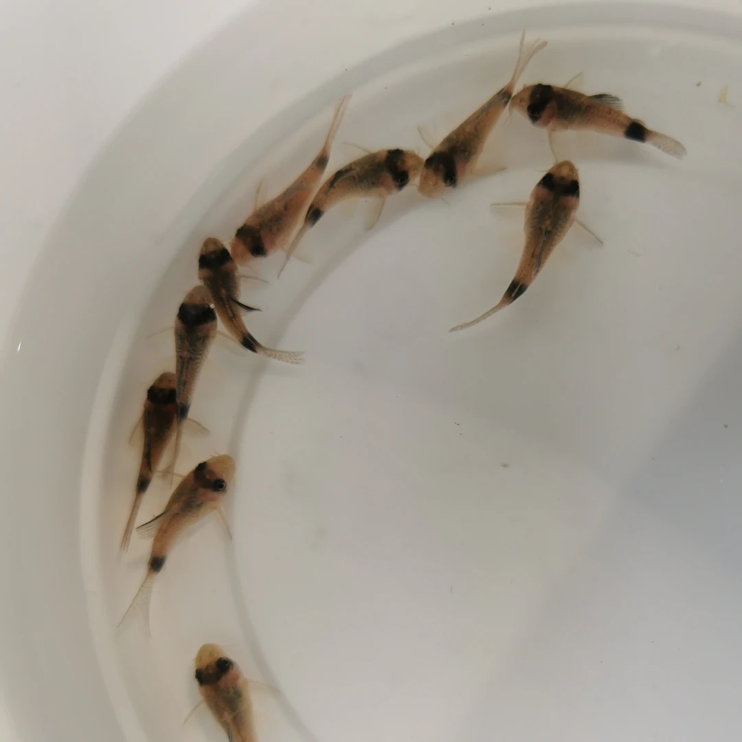 熊猫鼠鱼清理鱼缸残渣