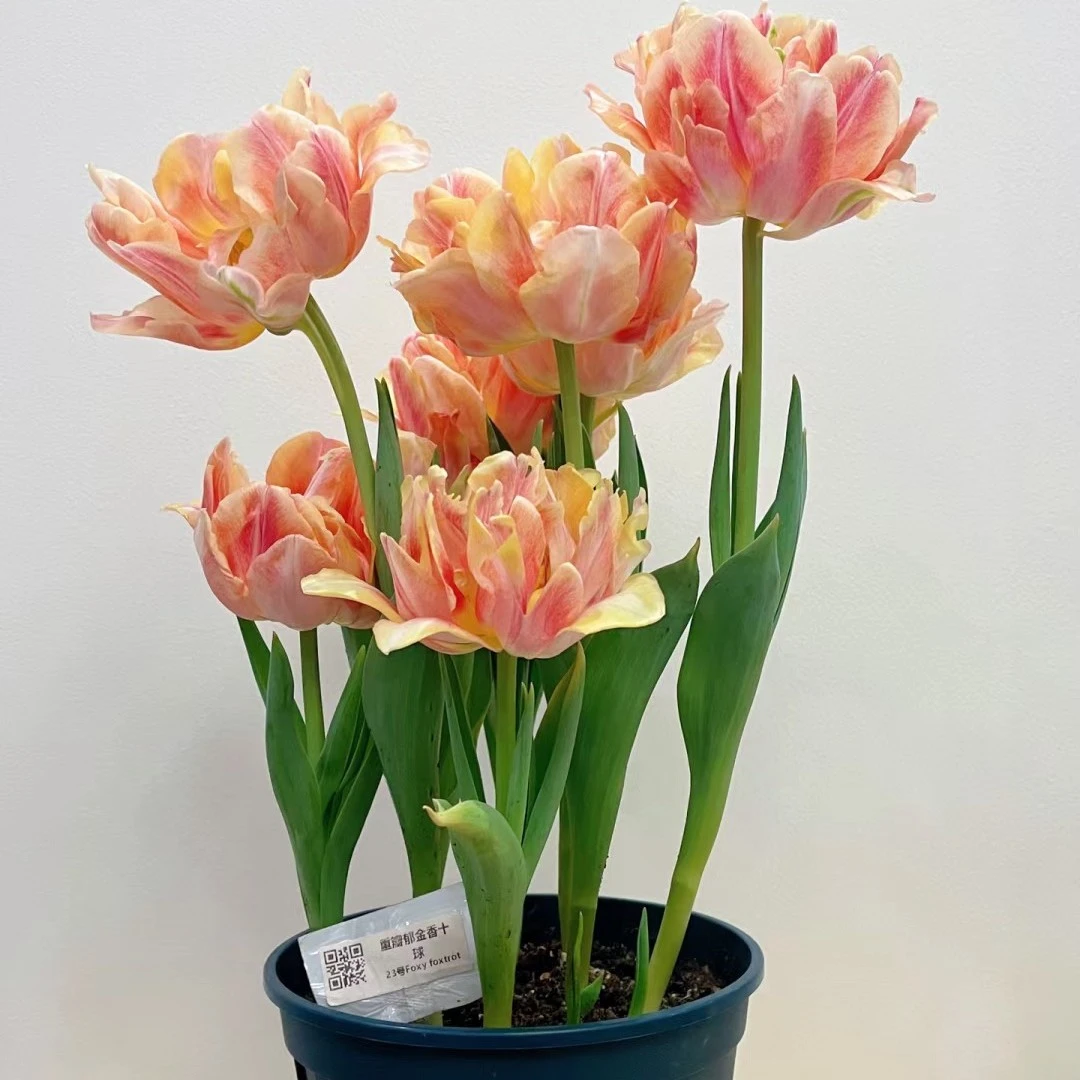 重瓣稀有【荷兰郁金香】进口种球水培土培球根植物花卉绿植盆栽精