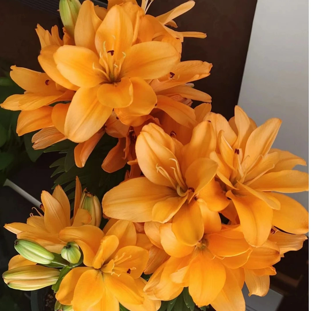 百合花种球四季可种《小重影》正宗香水百合种球盆栽四季可种室内外