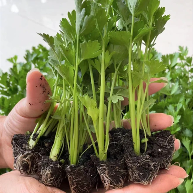 耐热高产大芹菜苗  西芹苗四季种植