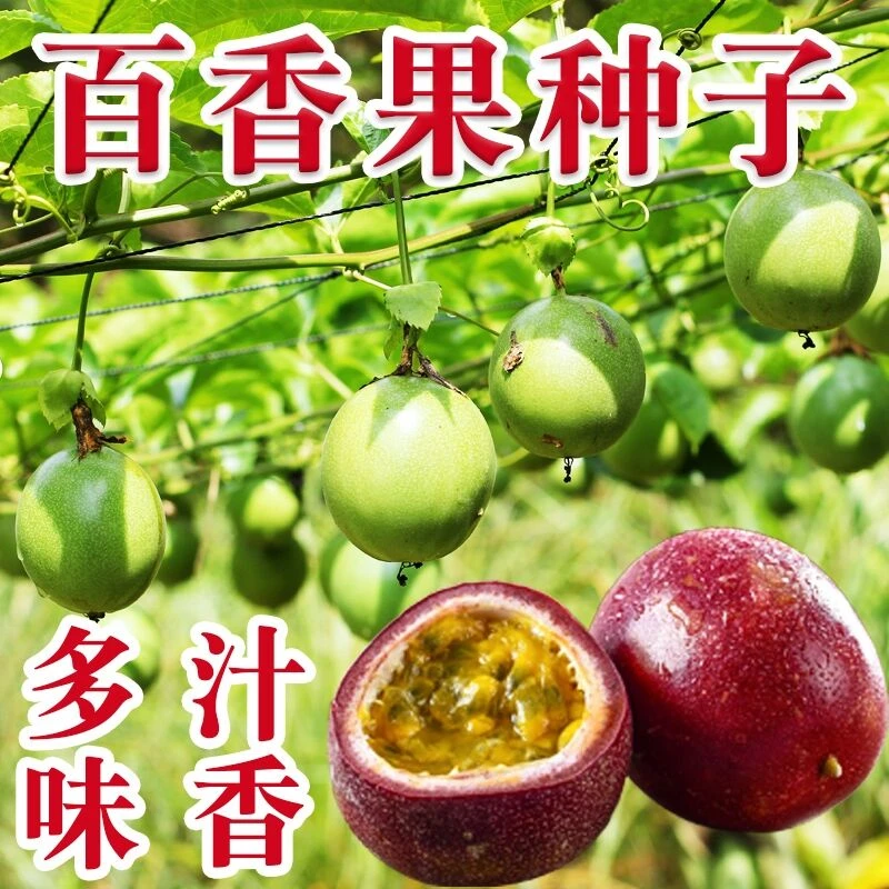 百香果种子四季种植阳台盆栽耐寒耐热