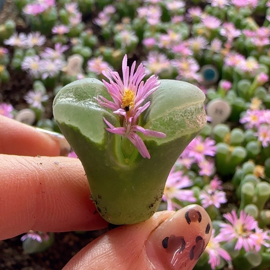 果**橙.84 极窗。