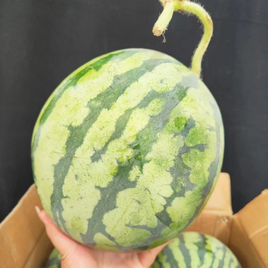 麒麟西瓜6-8斤一个《坏果包赔》