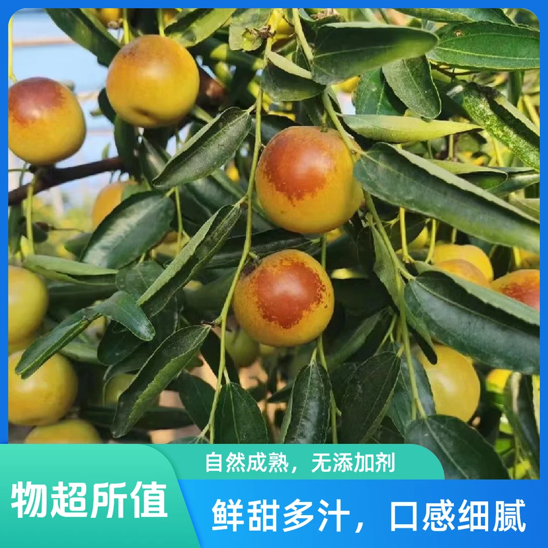大强专属3/5正宗沾化县冬枣现摘现发沾化脆枣包邮到家