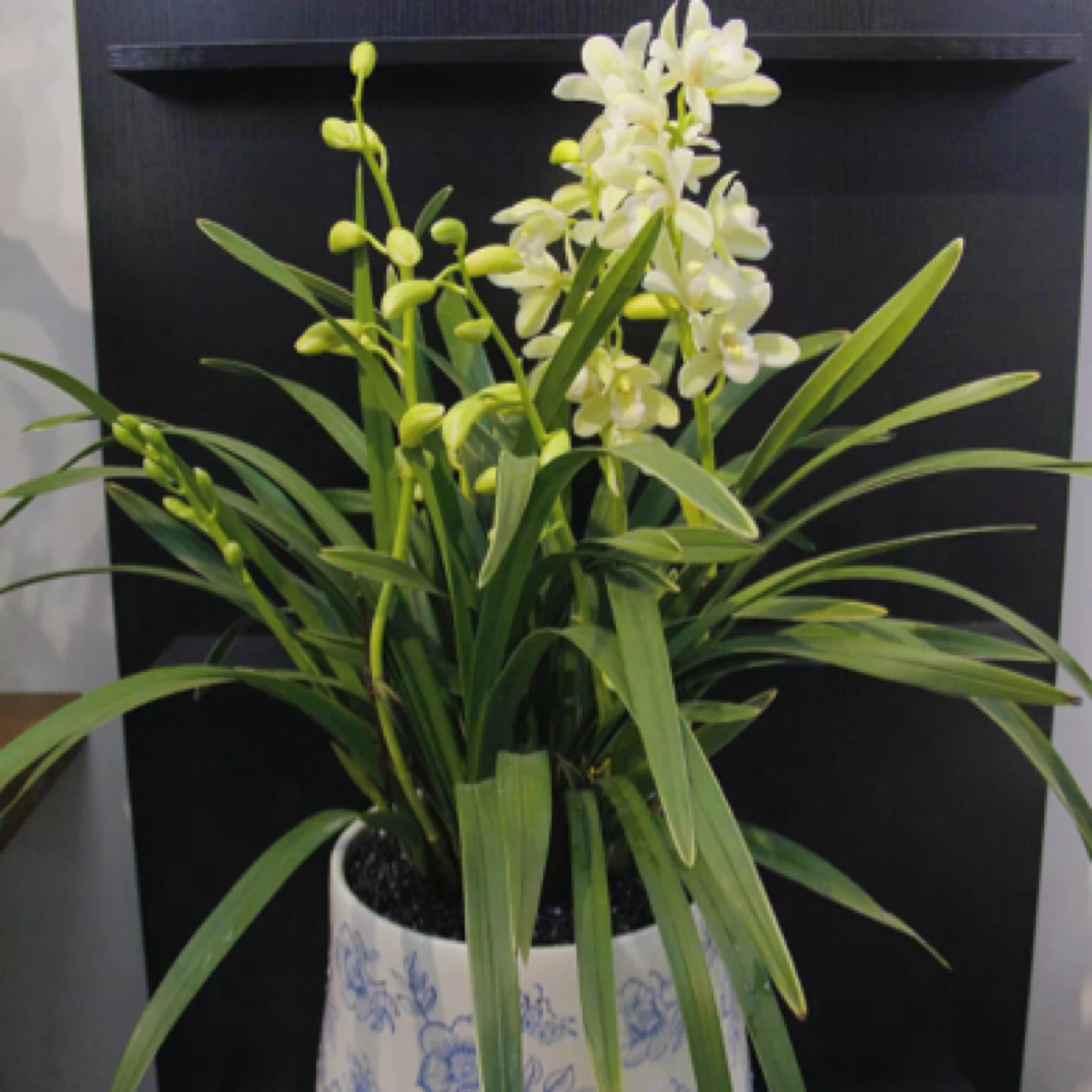 【白玉香兰】精品高端兰花-清香型 室内种植发货开花