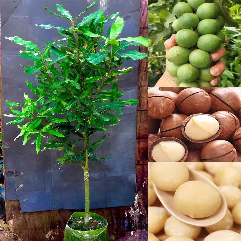 坚果树苗桂热一号嫁接果树苗南北方种植夏威夷果庭院盆栽种植