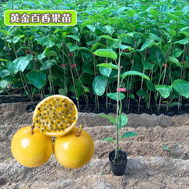 黄金9号百香果嫁接苗树苗纯甜四季结果爬藤南方当年结果带土