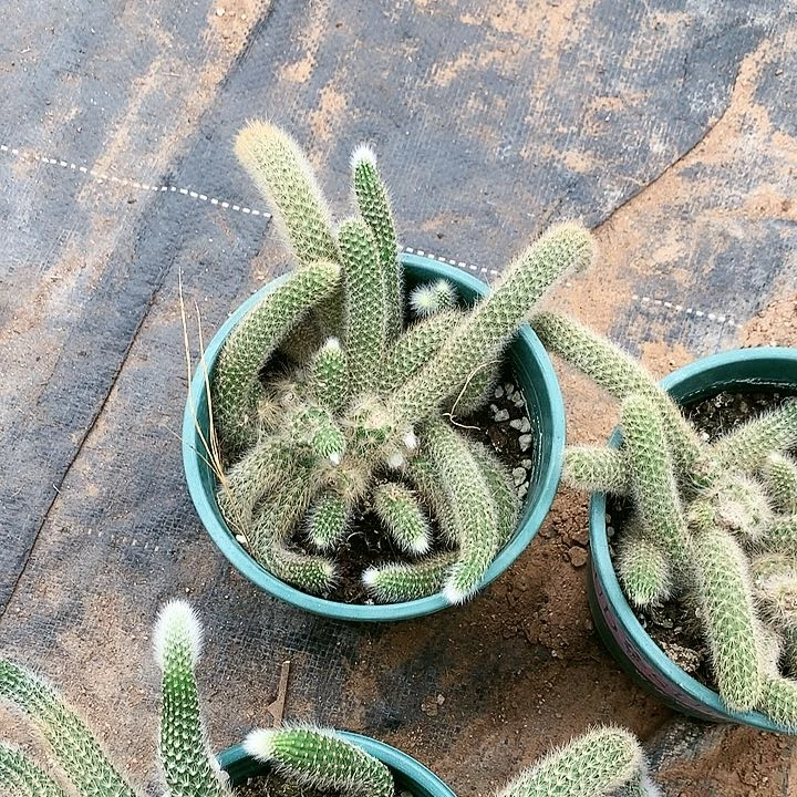 【闪购商品】处理品无售后