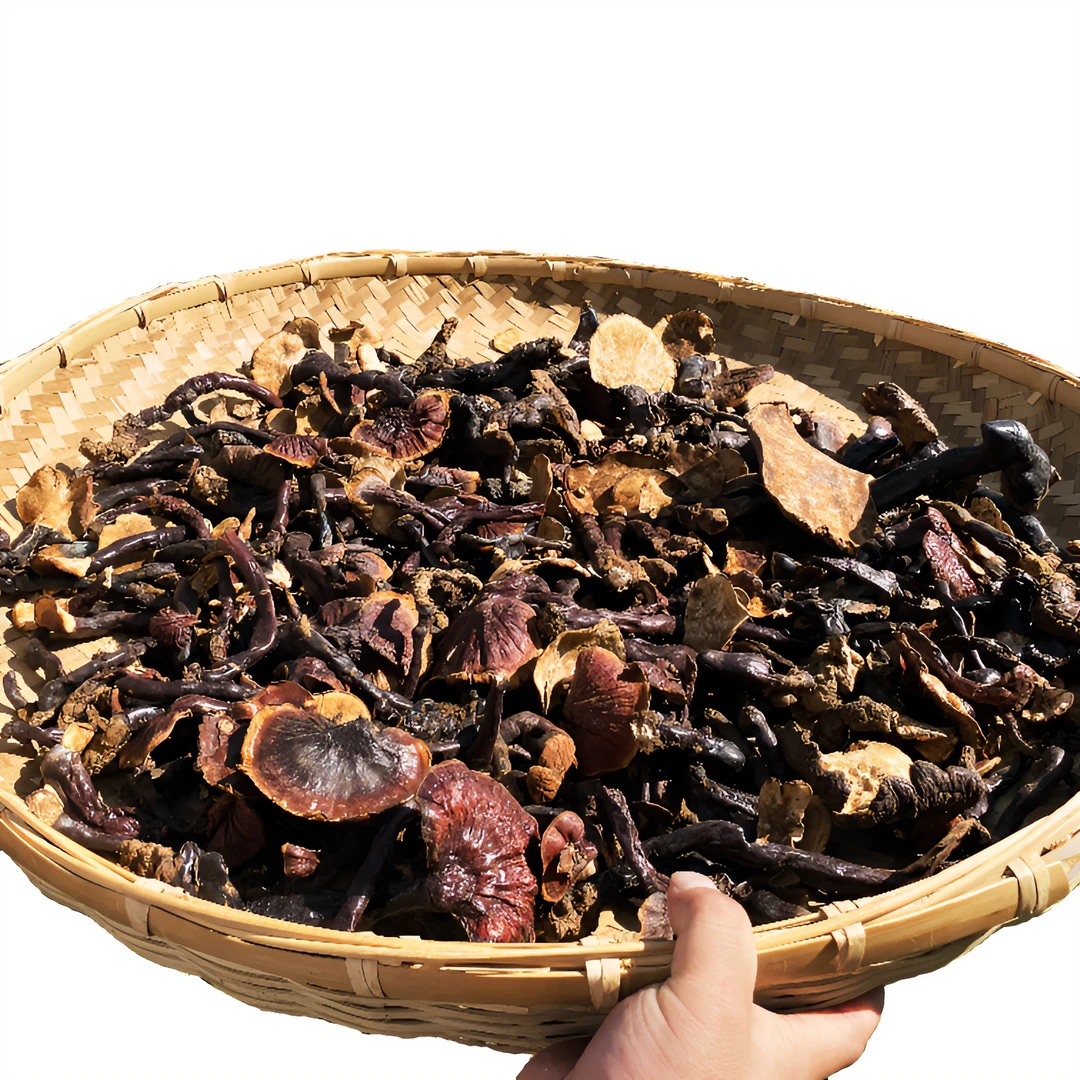 【蔡市场推荐】西藏高原白心白肉赤灵芝西藏山货