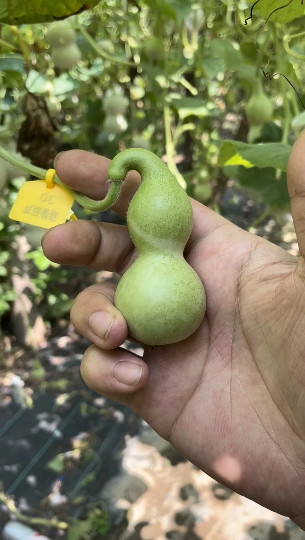 文玩葫芦 手捻葫芦 八宝葫芦 蚂蚁葫芦 天津嘴葫芦（不保成）