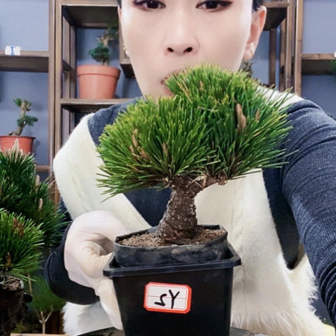【闪购商品】植物形态