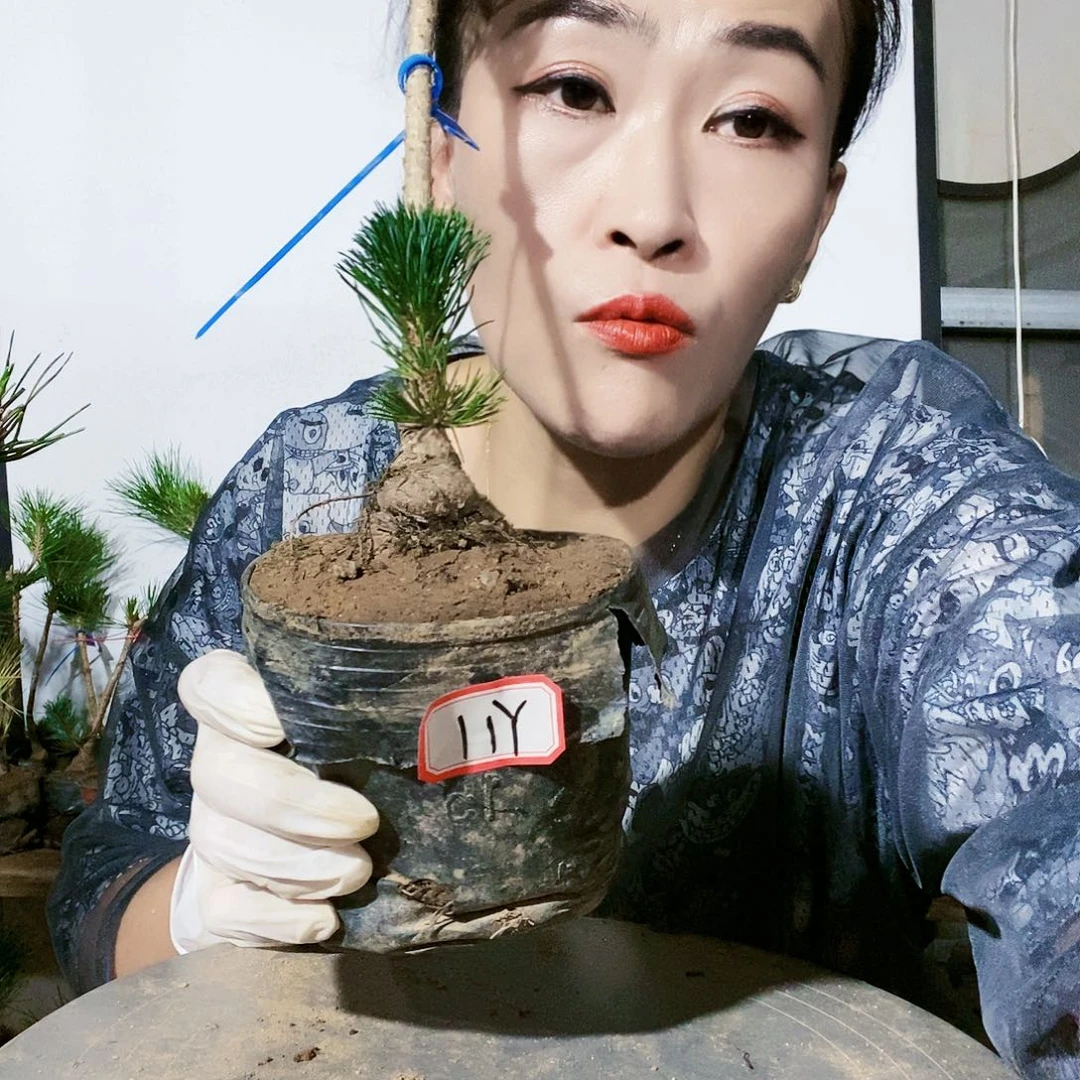 植物形态。